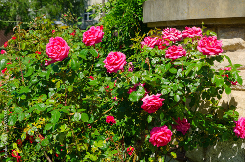 Fototapeta Naklejka Na Ścianę i Meble -  bush of roses