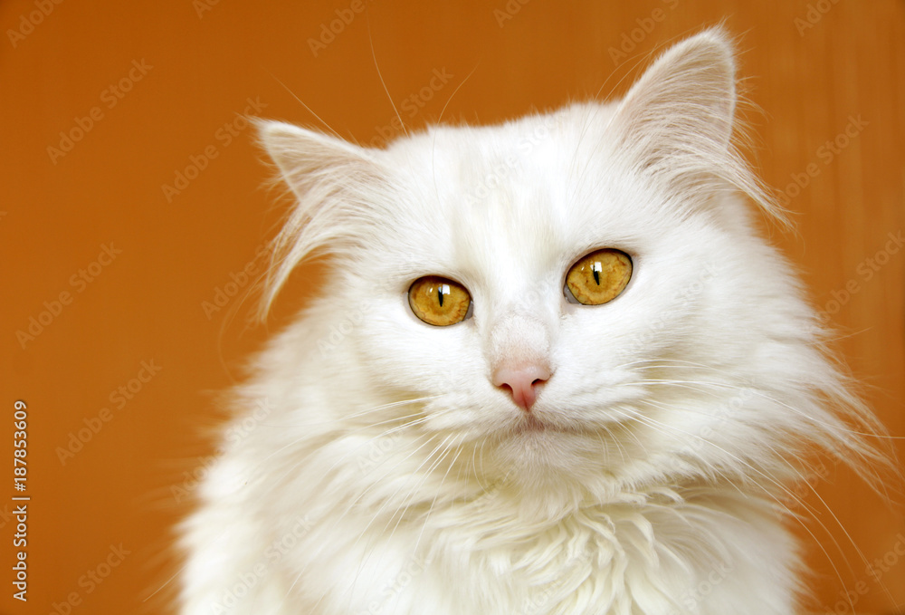 white cat looks sad. copy space