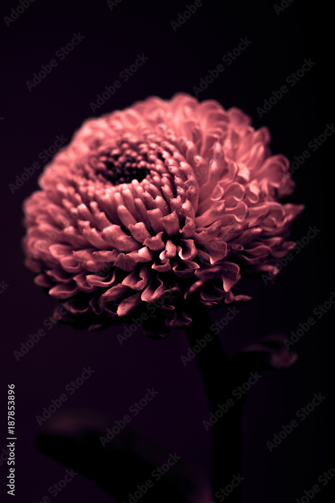 one beautiful burgundy flower isolated on black one beautiful burgundy flower isolated on black