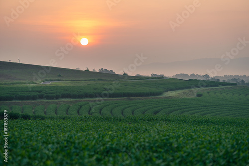 Green tea curve at sunrise  Chiang Rai province  Thailand