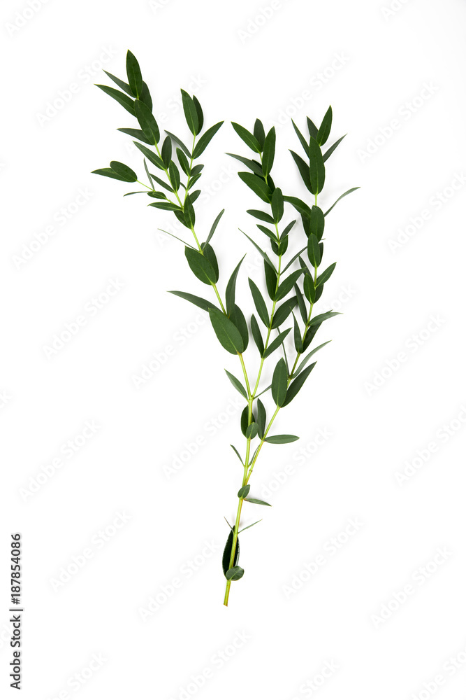 Fototapeta premium twigs with green leaves isolated on white
