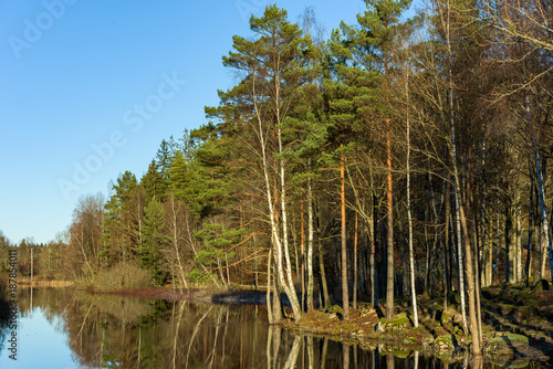 Tranquil scene at the river Braknean in southern Sweden. A mix of birch and conifer trees on the riverbank.