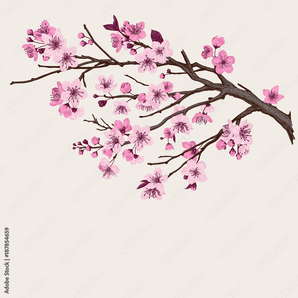 Fototapeta premium Sakura. Pink cherry blossom branch. Vector botanical illustration.