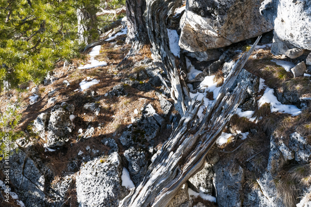 Old broken tree trunk lying among trees and rocks covered with needles and lichen. Old broken tree trunk lying among trees and rocks covered with needles and lichen.