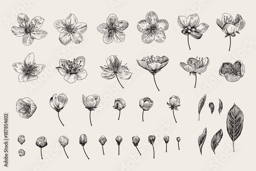 Fototapeta Zestaw. Kwiaty wiśni, liście i pąki. Botaniczna ilustracja wektorowa. Czarny i biały