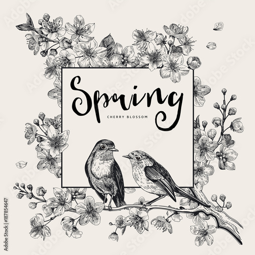Spring. Pink cherry blossom branch witch birds. Vector botanical illustration. Black and white