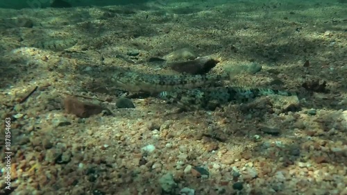 Two Slender Lizardfish (Saurida gracilis) on sandy bottom, Red sea, Dahab, Sinai Peninsula, Egypt  
 photo