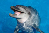 Happy Dolphin opened her mouth and stuck out his tongue
