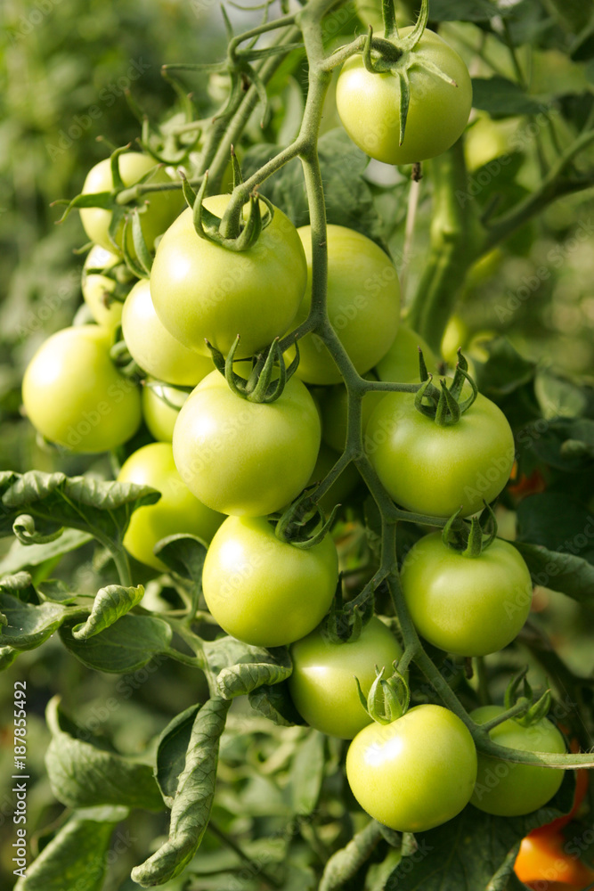 Ecological cultivated tomatoes on plantation.