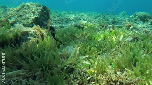 Jayakars seahorse (Hippocampus jayakari) swim over seaweed, Red sea, Dahab, Sinai Peninsula, Egypt  
 photo