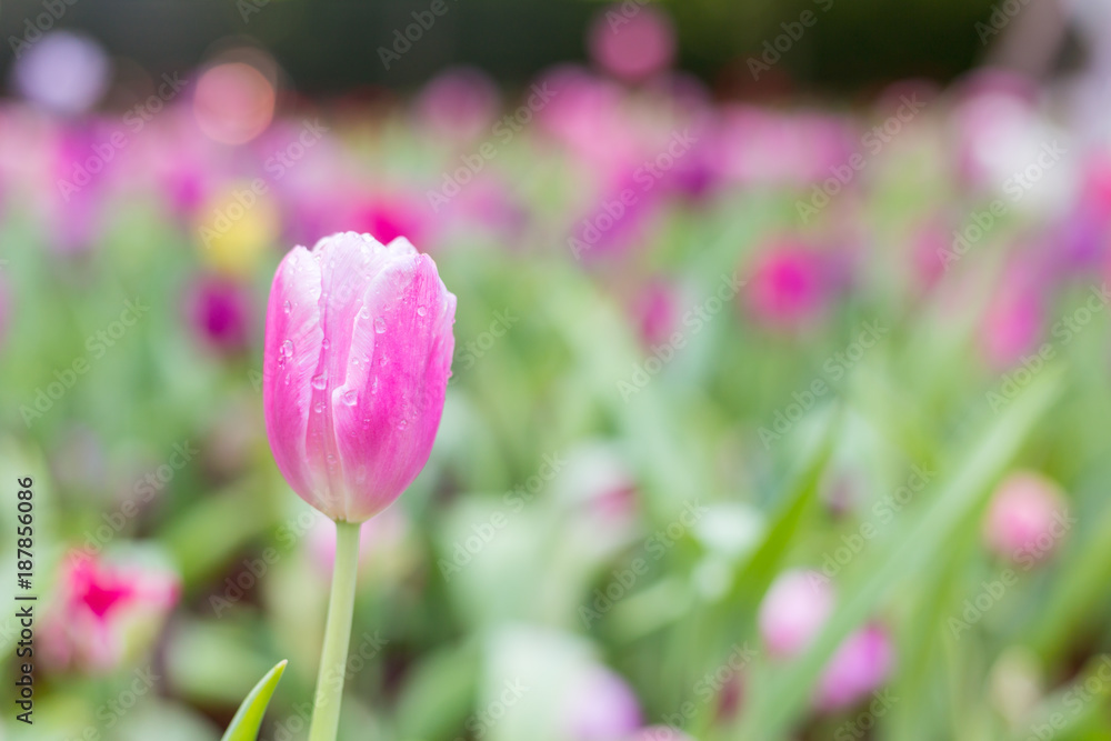 Flower tulips background. bokeh nature Flower tulips background. bokeh nature