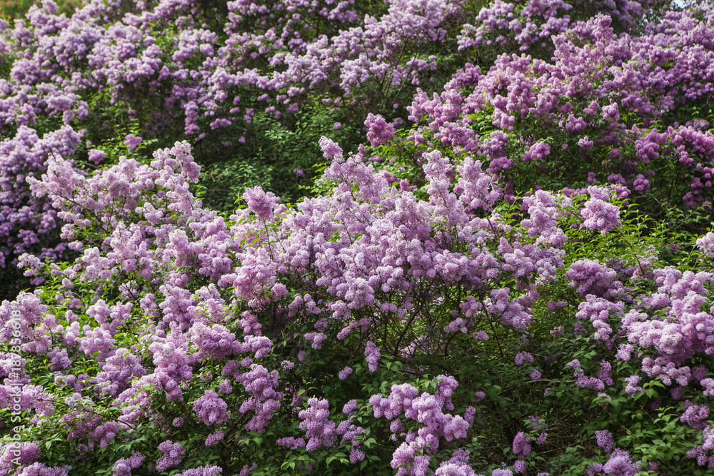 Spring blossoming lilac
