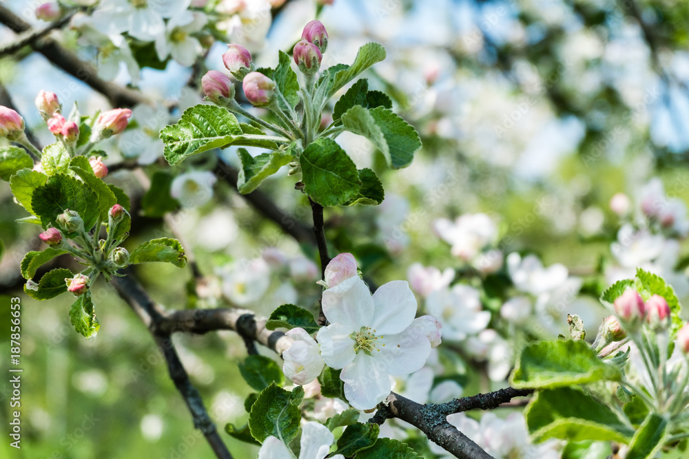 Blooming apple tree Blooming apple tree