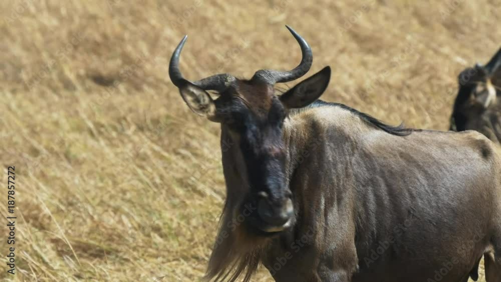 zoom in close up of the head and face of a wildebeest zoom in close up of the head and face of a wildebeest