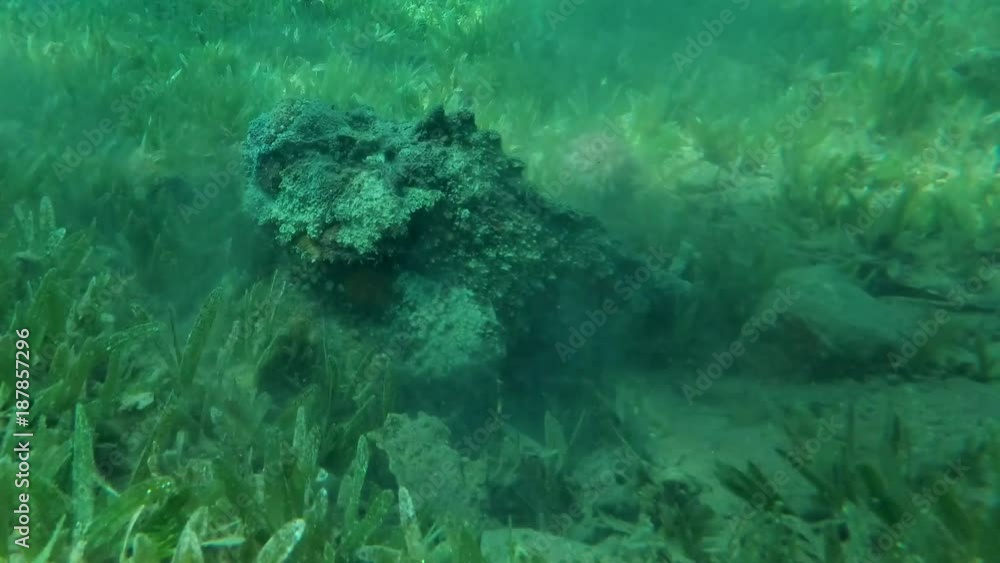 Stonefish (Synanceia verrucosa) buries into sand on the green seagrass, Red sea, Dahab, Sinai Peninsula, Egypt
Stonefish (Synanceia verrucosa) buries into sand on the green seagrass, Red sea, Dahab, Sinai Peninsula, Egypt