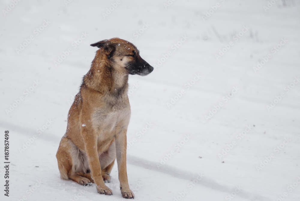 Outdoor portrait of yellow mixed-breed, stray dog sitting lonely on a fresh snow at winter season Outdoor portrait of yellow mixed-breed, stray dog sitting lonely on a fresh snow at winter season