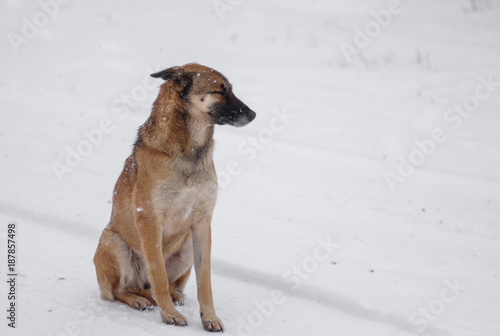 Outdoor portrait of yellow mixed-breed, stray dog sitting lonely on a fresh snow at winter season © Yuri Kravchenko