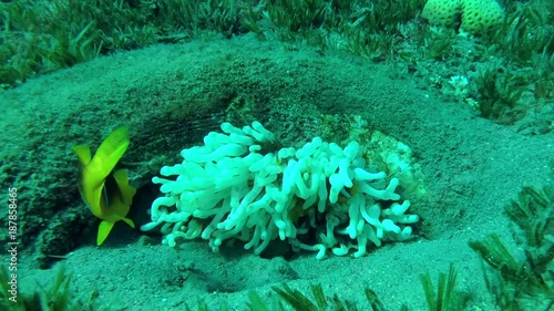 Red Sea Anemonefish and White (Albinism) Bubble anemone in the tire - artificial reef, Red sea, Dahab, Sinai Peninsula, Egypt  
 photo