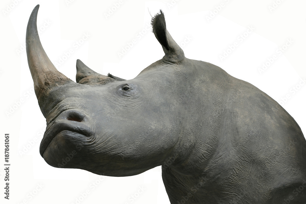 Fototapeta premium rhinos head taxidermy object isolated
