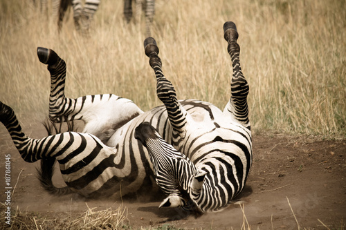 Zebra Lying on it's Back