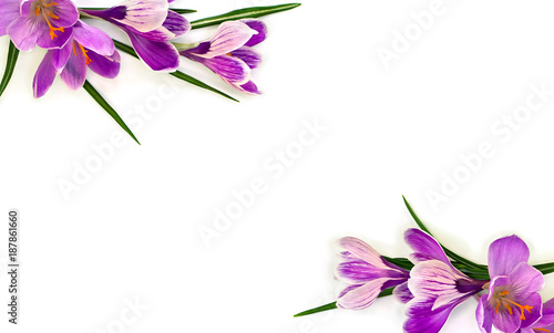 Violet crocuses (Crocus vernus) on a white background with space for text. Top view, flat lay.