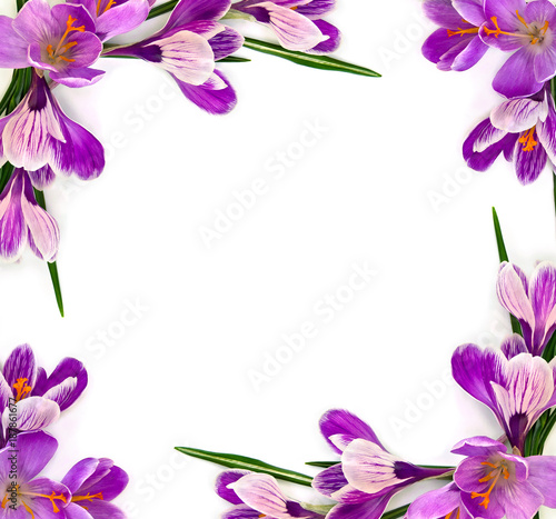 Frame of violet crocuses (Crocus vernus) on a white background with space for text. Top view, flat lay.