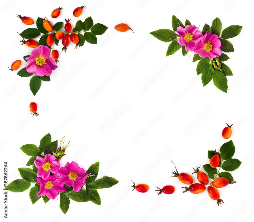 Frame of fresh red fruits and pink flowers dog rose, briar (Rosa rubiginosa, rose hips) with leaves on a white background. Top view, flat lay.