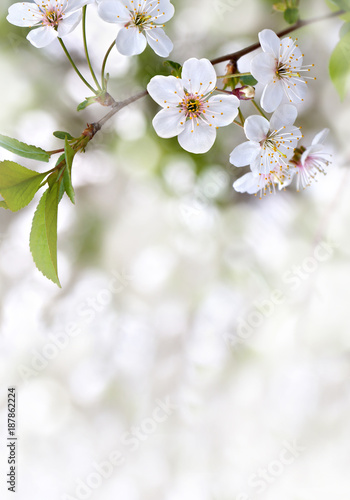 Blooming cherry tree, flowers with leaves on twig on a spring day with space for text