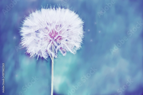 Fototapeta Naklejka Na Ścianę i Meble -  A huge fluffy white dandelion flower ball.  Close-up. soft bright backdrop. Lots of free space. soft focus.
