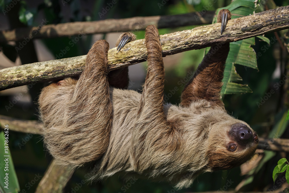 Linnaeus's two-toed sloth (Choloepus didactylus)