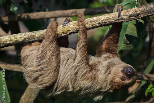 Linnaeus's two-toed sloth (Choloepus didactylus)