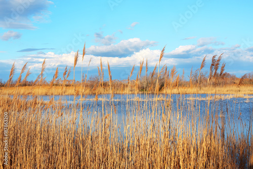 Scenic landscape in Camargue, south France photo