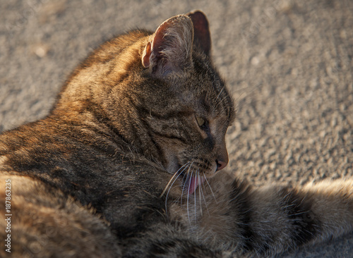 Fotografija Katze