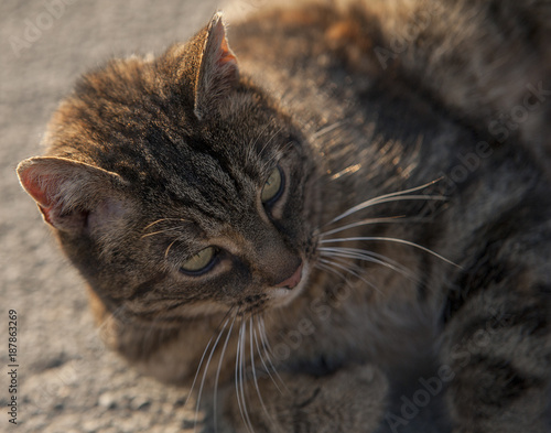 Foto Katze