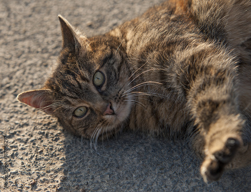 Fotografija Katze