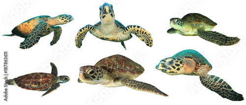 Turtles isolated. Green and Hawksbill Sea Turtle on white background