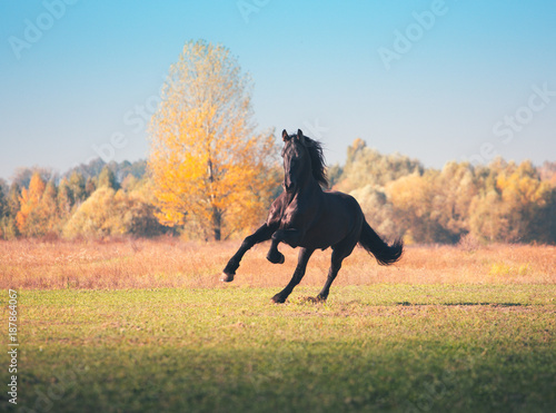 Obraz Duży czarny fryzyjczyka koński cwałowanie na polu na żółtym lasowym tle
