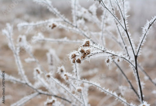 Beautiful hoarfrost on the rapeseed and bush branches with white fog. © bildlove