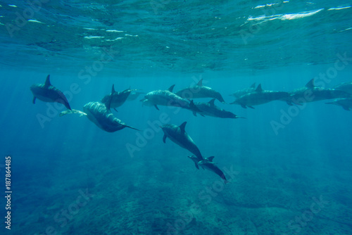 Spinner Dolphins © marknortona