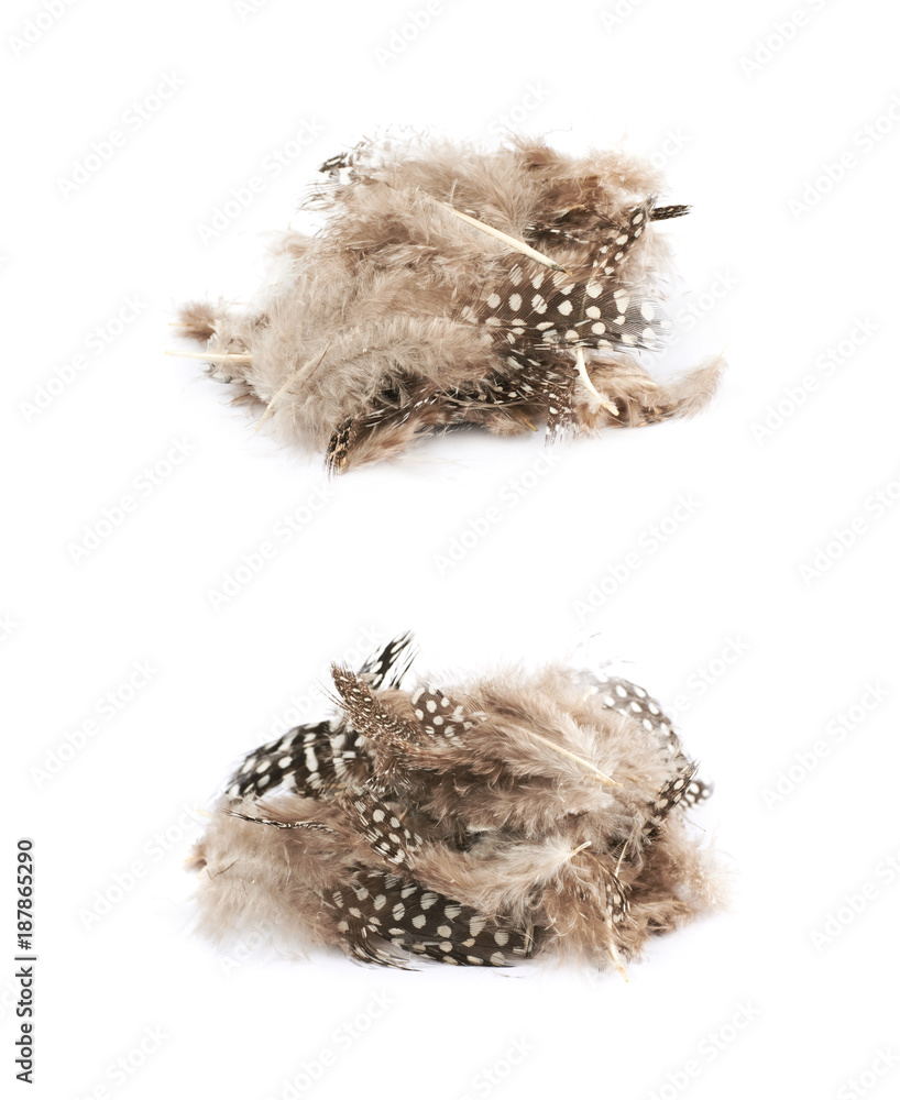 Decorational feathers isolated Decorational feathers isolated