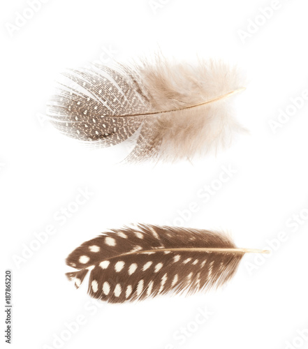 Decorational feather isolated