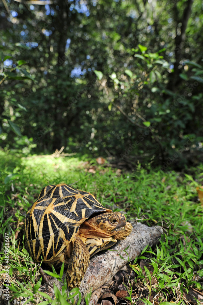 Fototapeta premium Sternschildkröte (Geochelone elegans) - Indian star tortoise / Sri Lanka