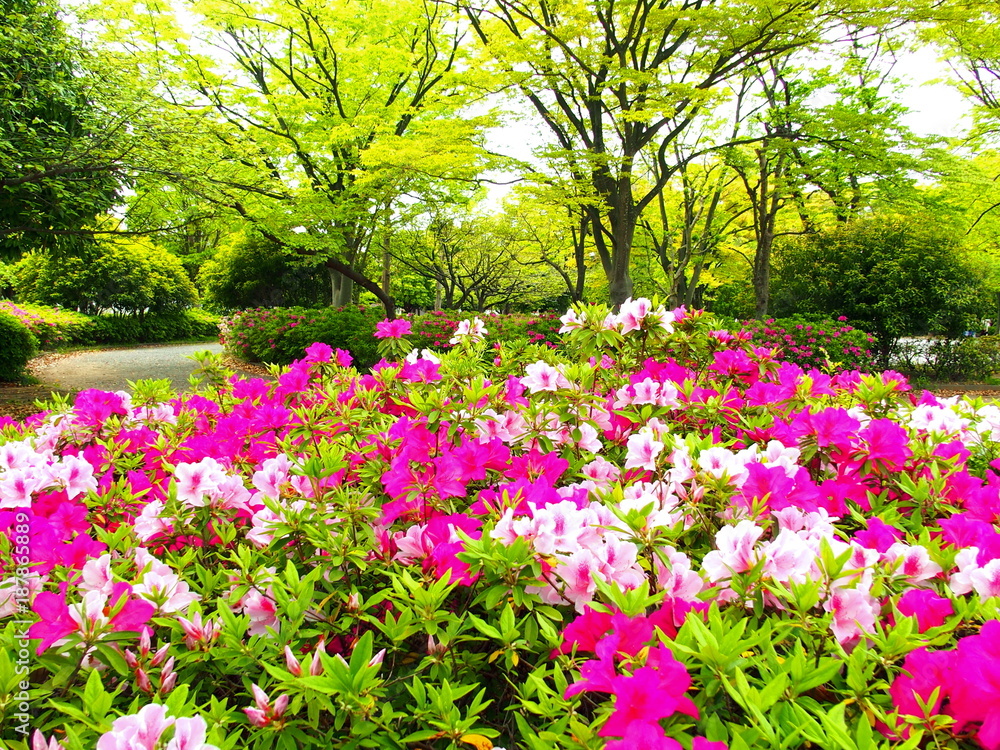 ツツジ咲く公園風景 ツツジ咲く公園風景