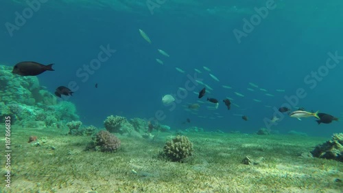 Wallpaper Mural school of Yellow-tail Barracudas swims over sea grass, Red sea, Dahab, Sinai Peninsula, Egypt
 Torontodigital.ca