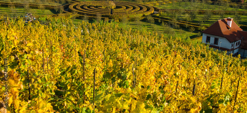 Photography Vineyard full of sun