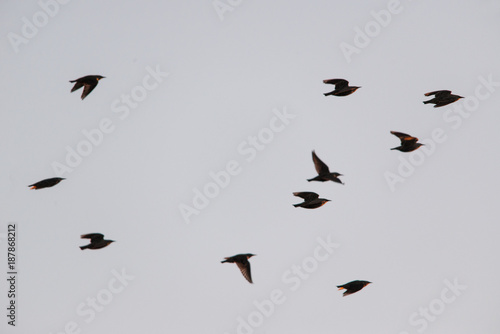 The flock of european bee-eater © Orlando