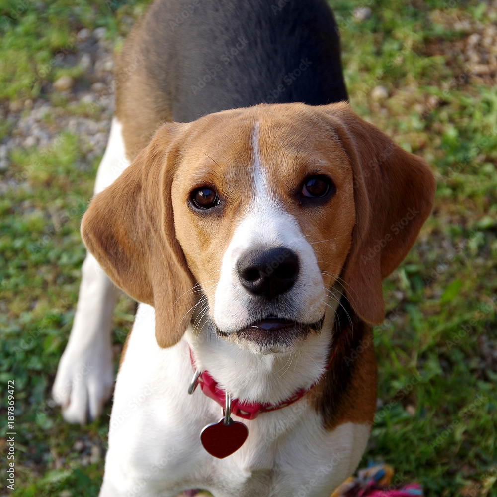 Dog beagle looking at camera