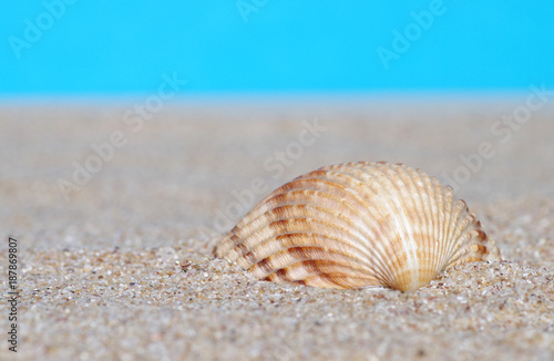 Sea shells in sand