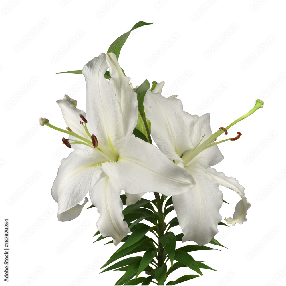 Φωτογραφία Flowering plant of white garden fragrant lily with two huge flowers with very long pestles and opening bud