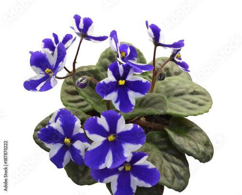 Bild auf Leinwand Collection African violets